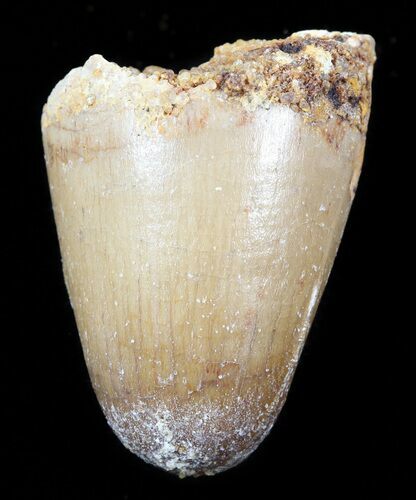 Cretaceous Fossil Crocodile Tooth - Morocco #50264